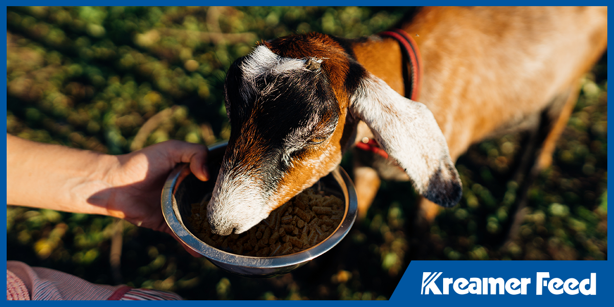 Feed Efficiency vs. Feed Intake: What Farmers Need to Know