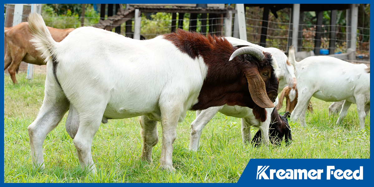 The Role of Fat in Livestock Diets: More Than Just Energy