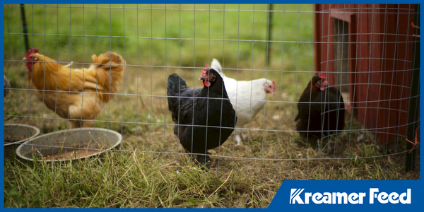 The Role of Feed Quality in Animal Health and Farm Productivity