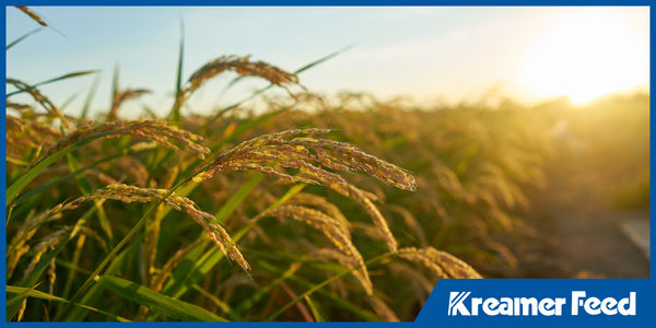 Understanding Tote Feed: Benefits for Modern Farming