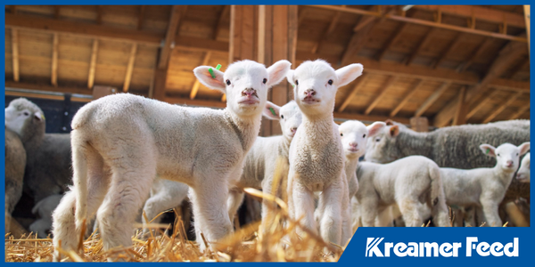 Organic Feed & Soil Health: How Your Feed Choices Impact More Than Just Livestock