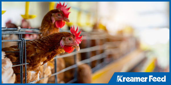 Breeds and Feeds: Matching Organic Feed Formulas to Different Livestock Species