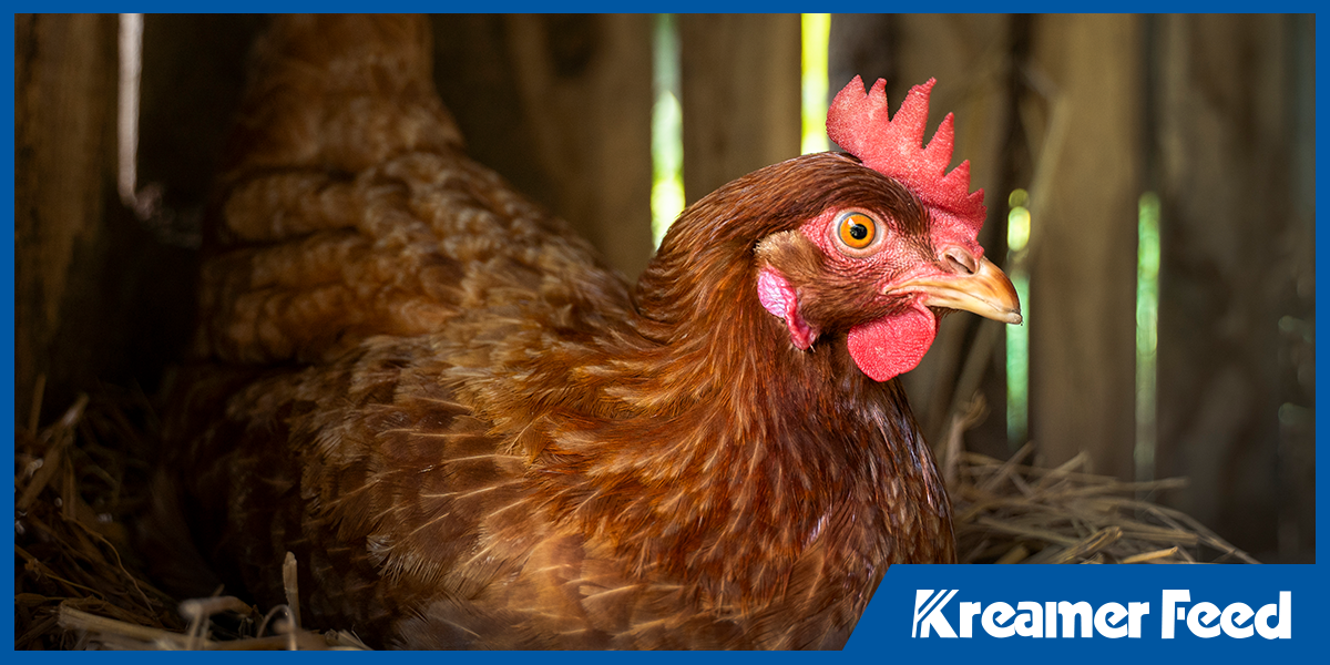 Close-up of a brown laying hen resting 