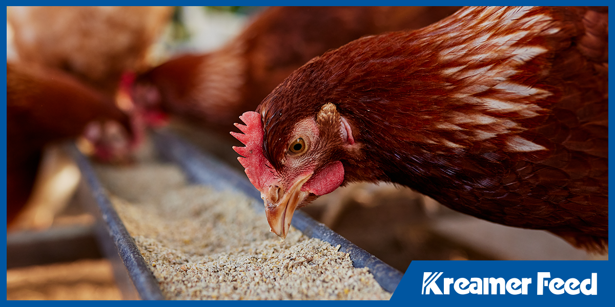Laying hens feeding from trough