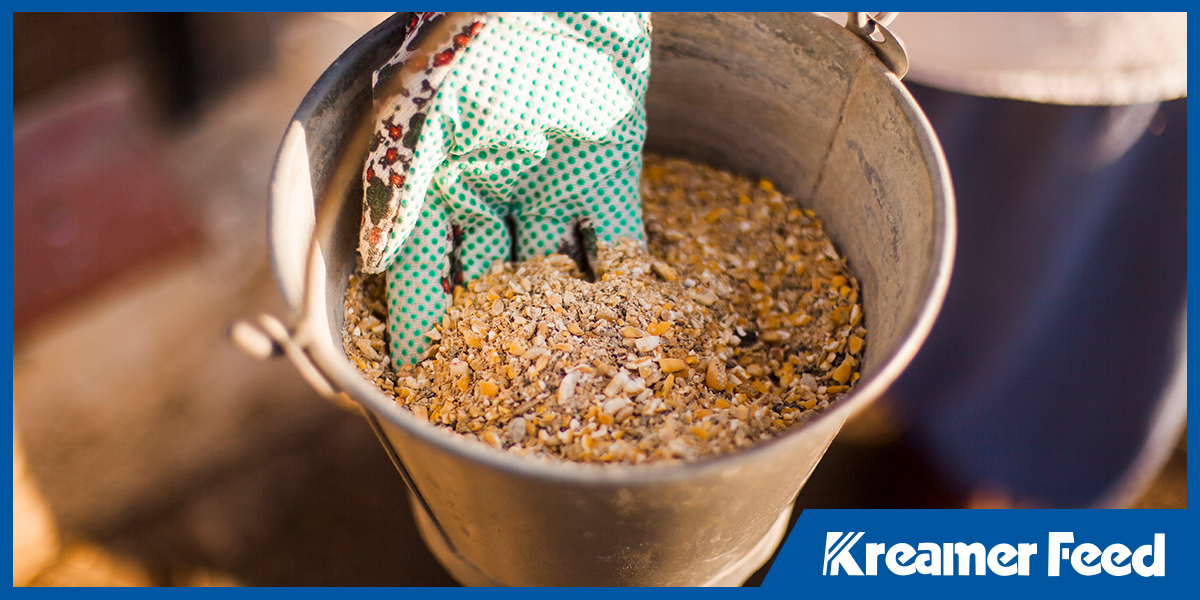 Gloved hand scooping mixed grain feed