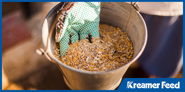 Gloved hand scooping mixed grain feed