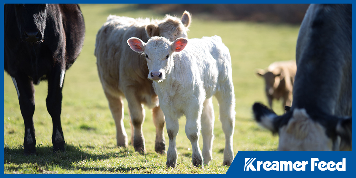 Different livestock feed types for animals