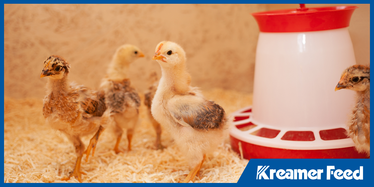 The Complete Guide to Grower Feed: When to Switch and What to Look For