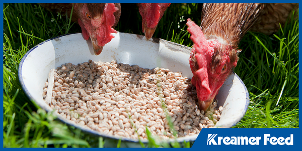 Layer Feed vs. Grower Feed: What’s the Difference and Why It Matters