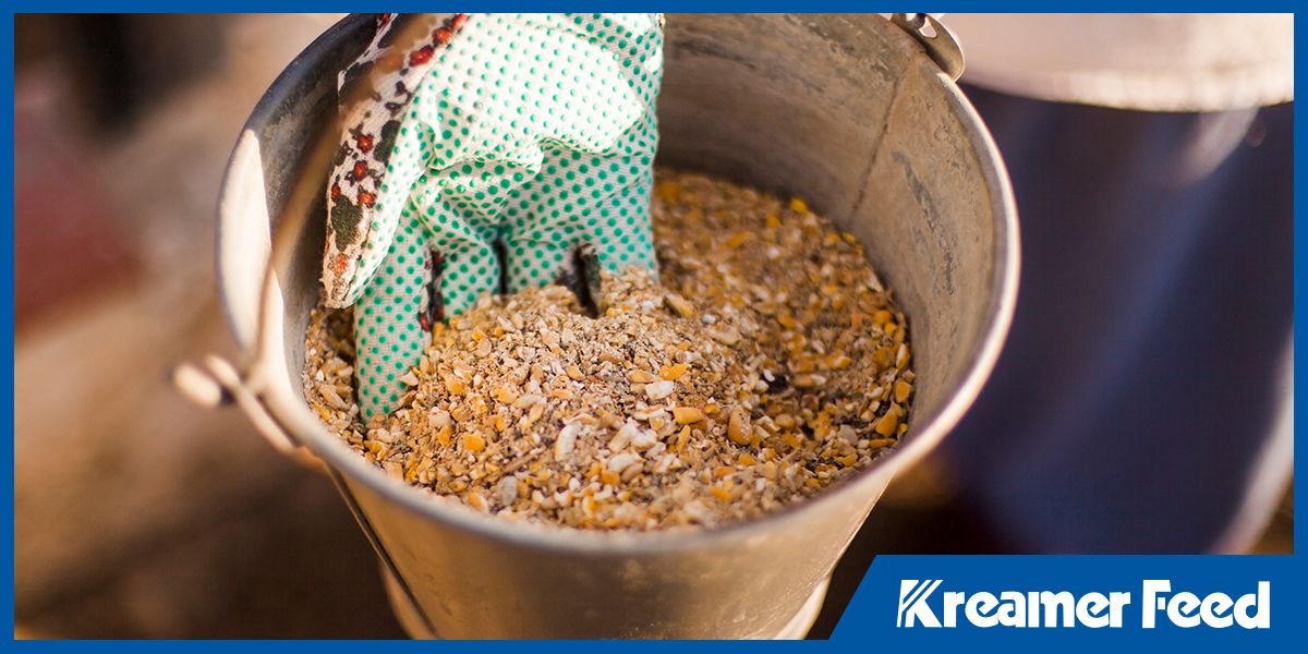 Hand scooping chicken feed from bucket
