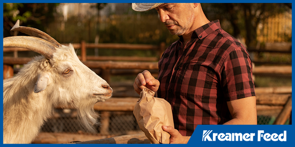 Non-GMO Feed Options Explained: What Farmers Should Know Before Buying