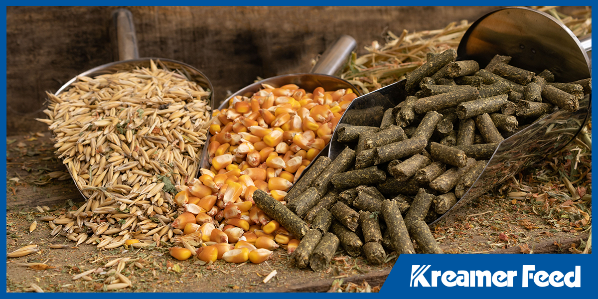 Organic Poultry Feed Guide: How to Choose the Right Formula for Every Flock