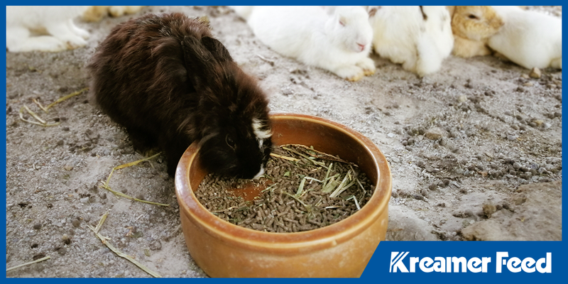 Rabbit Feed 101: What Your Rabbits Really Need for Growth and Longevity