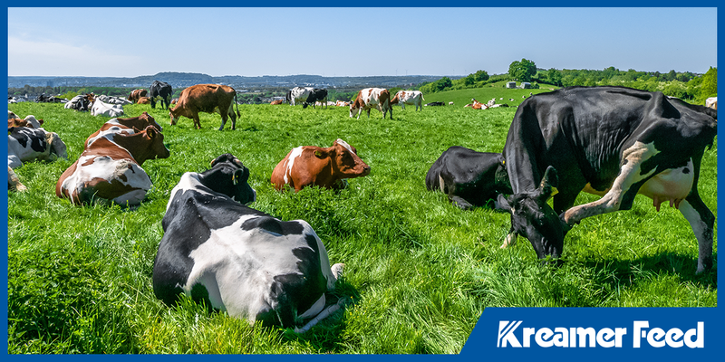 Seasonal Livestock Nutrition: How to Adjust Feeding Through the Year