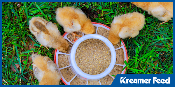 Starter Chick Feed Guide: What Every New Flock Owner Should Know