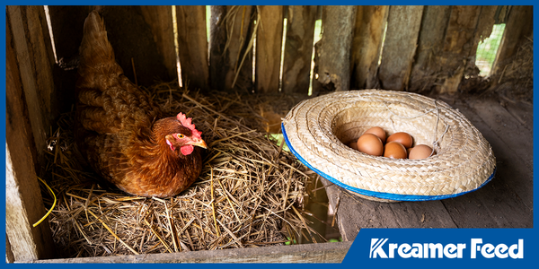Brown laying hen beside fresh farm eggs