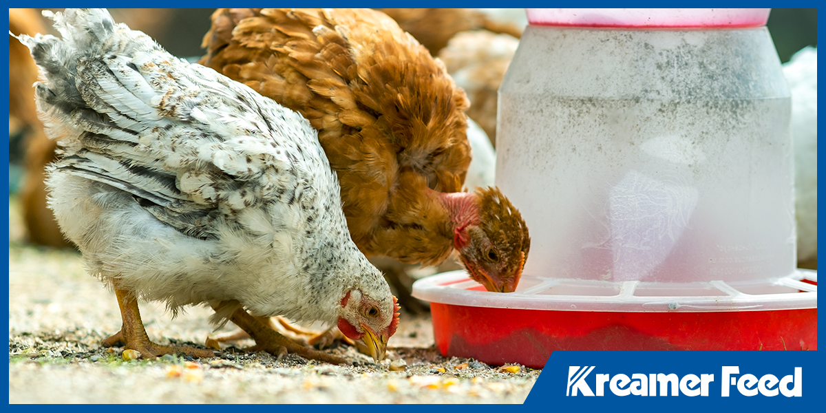 Chickens eating beside feeder