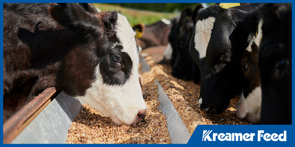 Group of Holstein cattle eating organic feed 