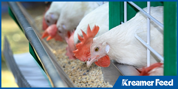 Animal Stress and Feed: How Nutrition Can Ease Transitions and Challenges