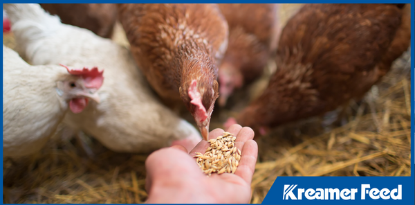 The Economics of Feed: How Nutrition Impacts Your Bottom Line