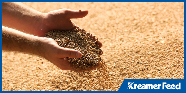 From Barn to Bin: How Handling Affects Feed Quality