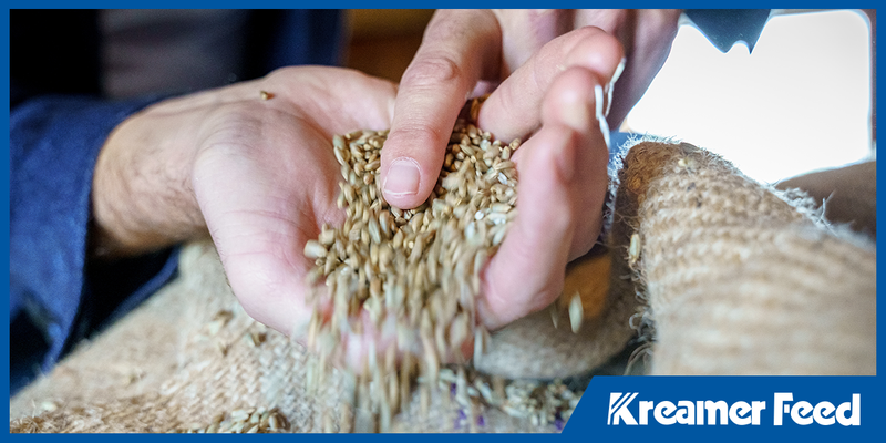 How Grain Quality Affects Livestock Health: From Field to Feed