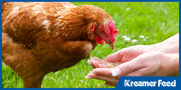 The Role of Poultry Nutrition Products in Long-Term Flock Health