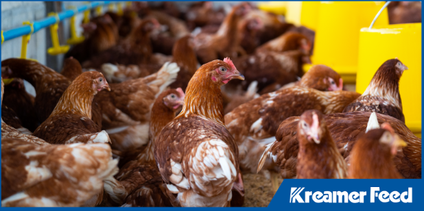 Feed regulations