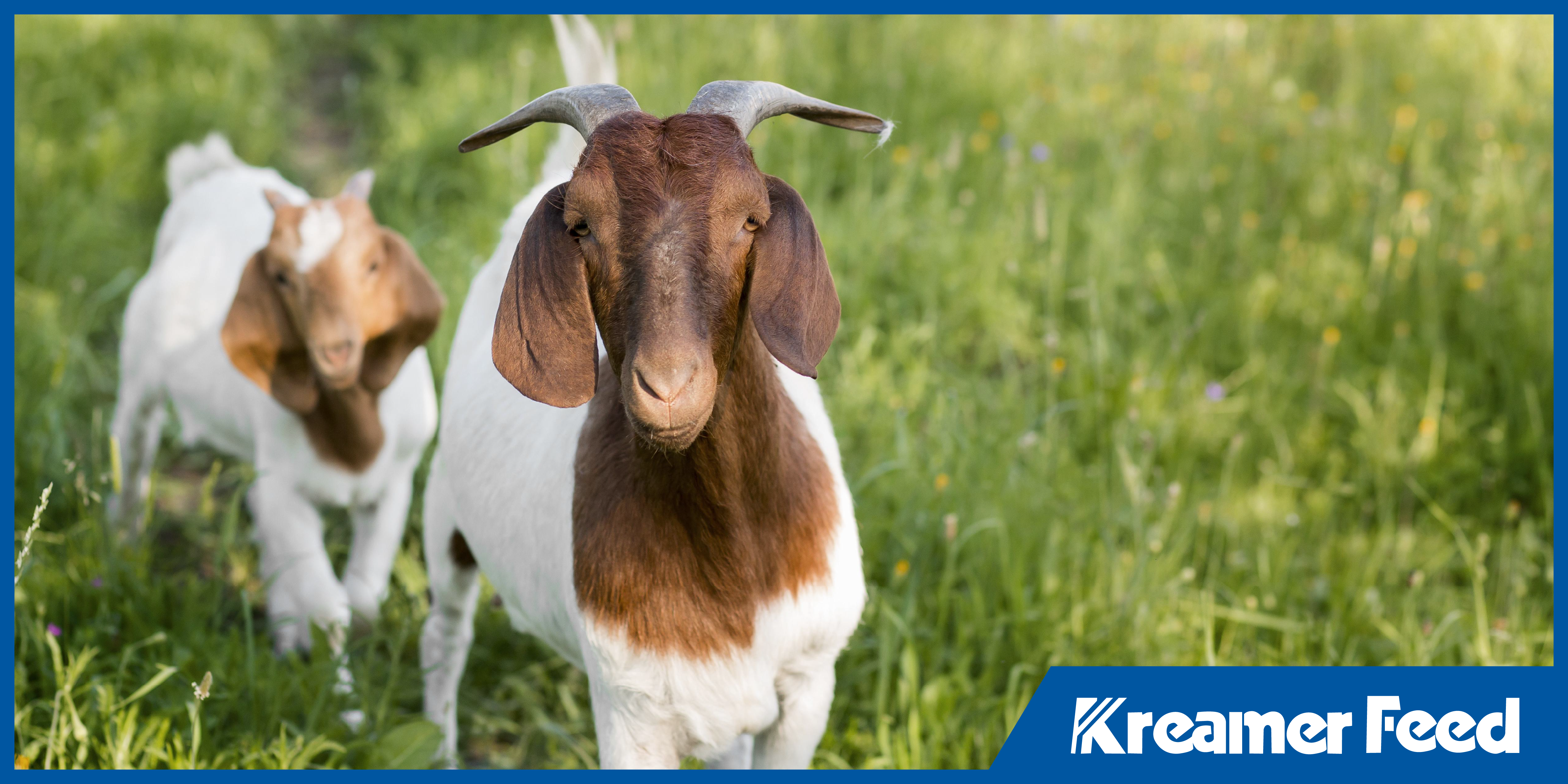 nutrition for pregnant nursing animals